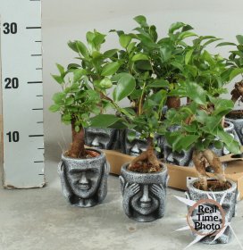 Kambarinis augalas, fikusas "Bonsai", vazonėlio skersmuo 9 cm.