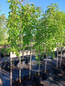 Dekoratyvinis medis, šilkmedis (svyrantis), vazonas 5 l.