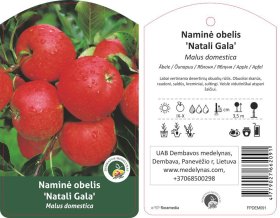 Vaismedis, obelis "Natali gala"