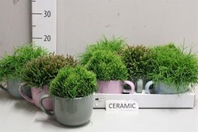 Kambarinis augalas, ripsalis (kompozicija), vazonėlio skersmuo 12 cm.