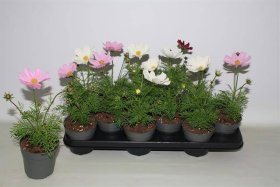 Vienmetė gėlė, kosmėja, vazonėlio skersmuo 11 cm.