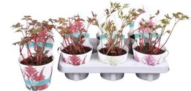 Daugiametė gėlė, astilbė, vazonėlio skersmuo 12 cm.