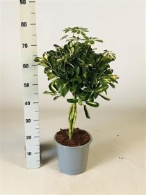 Kambarinis augalas, šeflera (ant koto), vazonėlio skersmuo 21 cm.