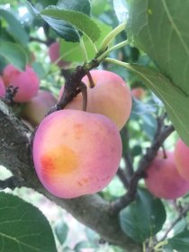 Vaismedis, slyva "Persikinė"