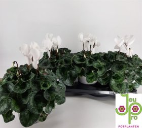 Kambarinis augalas, ciklamenas, vazonėlio skersmuo 15 cm.