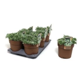 Daugiametė gėlė, kietis, vazono skersmuo 15 cm.