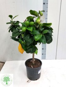 Kambarinis augalas, citrinmedis "Limon", vazonėlio skersmuo 22 cm.