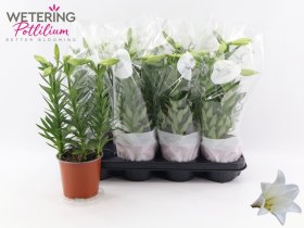 Kambarinis augalas, lelija „Miracle“, vazonėlio skersmuo 13 cm