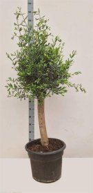 Dekoratyvinis krūmas, alyvmedis europinis, ant stiebo, vazonėlio skersmuo 46 cm.