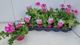 Vienmetė gėlė, pelargonija "Welriekend", vazonėlio skersmuo 12 cm.