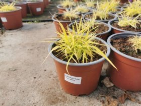 Žolinis augalas, hakonė, vazonėlio skersmuo 15 cm.