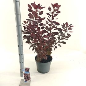 Dekoratyvinis krūmas, pūkenis europinis, vazonėlio skersmuo 23 cm.