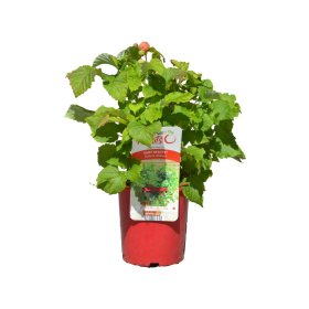 Vaiskrūmis, avietė, vazonas 2 l 