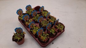 Kambarinis augalas, musėkautas, vazonėlio skersmuo 9 cm.