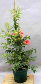 Vijoklinis augalas, ląstūnė stambiažiedė Madame Galen, įvairios veislės, vazonas 2 l