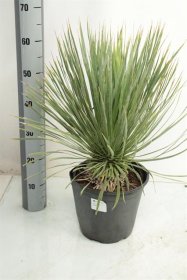 Žolinis augalas, juka "Rostrata", vazonėlio skersmuo 24 cm.