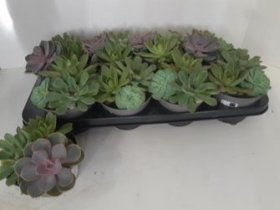 Kambarinis augalas, kalvorė (eševerija), vazonėlio skersmuo 20 cm.