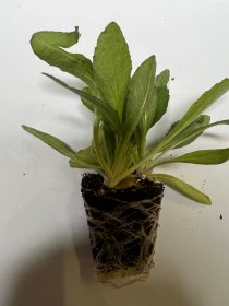 Daugiametės gėlės daigelis, akuotuotoji gailiardija "Mesa Red"