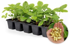 Žemuogės sodinukas, žemuogės geltonos, vazonėlio skersmuo 10 cm.