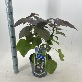 Dekoratyvinis medis, katalpa rausvoji "Purpurea", vazonėlio skersmuo 23 cm.