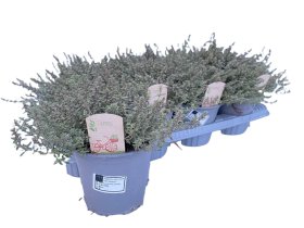 Prieskoninis augalas, čiobrelis "Silver Queen", vazonėlio skersmuo 14 cm.