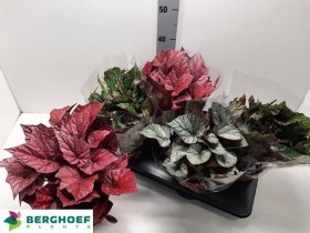 Kambarinis augalas, begonija (lapinė), vazonėlio skersmuo 17 cm.