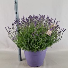 Daugiametė gėlė, levanda tikroji "Essence Purple", vazonėlio skersmuo 32 cm.