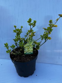 Dekoratyvinis krūmas, fortūno ožekšnis "Emerald'n Gold", vazonas 1,5 l.