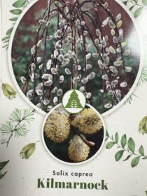 Dekoratyvinis medis, blindė "Klimarnock", aukštis 180 cm., vazonėlio skersmuo 23 cm.