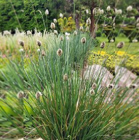 Žolinis augalas, mėlitas, vazonas 2 l.
