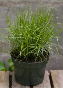 Žolinis augalas, palminė viksva, vazonas 2 l.