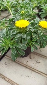 Vienmetė gėlė, pajūrio žvaigždė, vazonėlio skersmuo 10 cm.