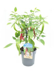 Vienmetė gėlė, pipiras dekoratyvinis, vazonėlio skersmuo 13 cm.