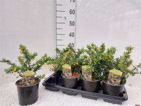 Dekoratyvinis krūmas, raugerškis "Shaka Zulu", vazonėlio skersmuo 14 cm.