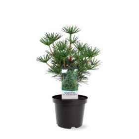 Spygliuotis, pušis skėtinė "Green Diamond", vazono skersmuo 19 cm.