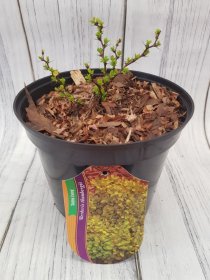 Dekoratyvinis krūmas, raugerškis tunbergo "Golden Zwerg", vazonas 2 l.