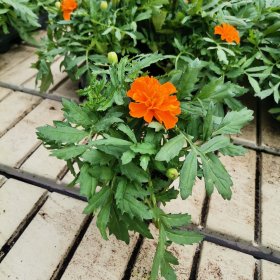 Vienmetė gėlė, gvazdikinis serentis, vazonėlio skersmuo 9 cm.