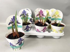 Daugiametė gėlė, vilkdalgis "Sibirica", vazonėlio skersmuo 12 cm.