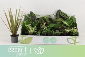 Kambarinis augalas, lapiniai, įvairūs, vazonėlio skersmuo 8 cm.