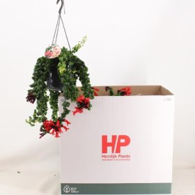 Kambarinis augalas, eschinantas (svyrantis), vazonėlio skersmuo 15 cm.