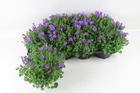 Daugiametė gėlė, katilėlis, vazonėlio skersmuo 10 cm.