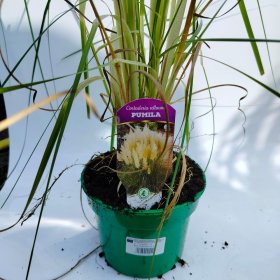 Žolinis augalas, kortaderija "White Plume", vazono talpa 2 l.