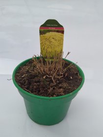 Žolinis augalas, hakonė "All Gold", vazonas 2 l.