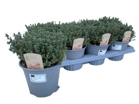 Prieskoninis augalas, čiobrelis "Faustini", vazonėlio skersmuo 14 cm.