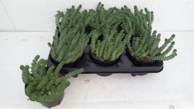 Kambarinis augalas, storalapis "Marnieriana", vazonėlio skersmuo 11 cm.