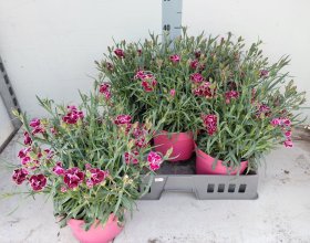 Daugiametė gėlė, gvazdikas "Capitan Colon", vazonėlio skersmuo 19 cm.