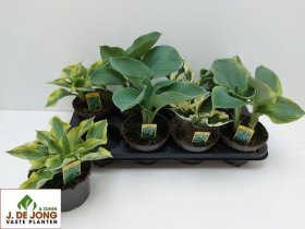 Daugiametė gėlė, melsvė, vazonėlio skersmuo 13 cm.