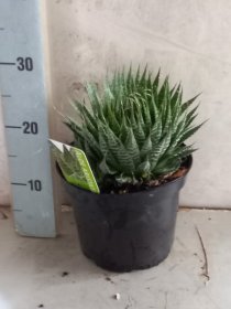 Kambarinis augalas, alavijas (Aloe Vera), vazonėlio skersmuo 21 cm.