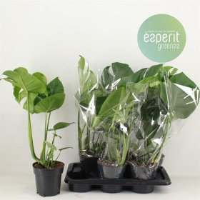 Kambarinis augalas, monstera "Deliciosa", vazonėlio skersmuo 17 cm.