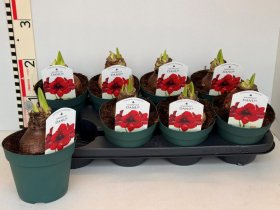 Kambarinis augalas meilenis "Amorita", vazonėlio skersmuo 14 cm